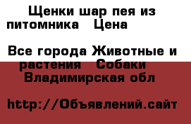 Щенки шар-пея из питомника › Цена ­ 15 000 - Все города Животные и растения » Собаки   . Владимирская обл.